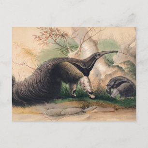 Underbaren Anteater av Joseph Varg Vykort