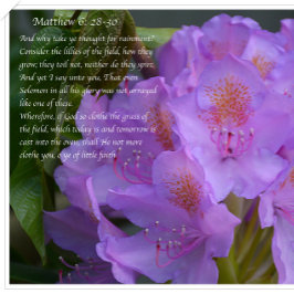 Underbaren är deras falighet! vykort