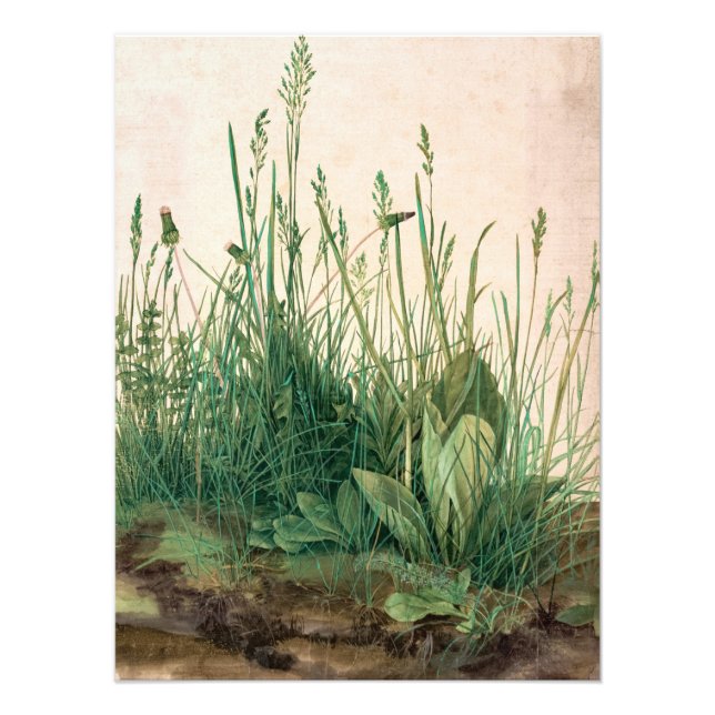 Underbaren Biet i Turf av Albrecht Durer Fototryck (Framsidan)