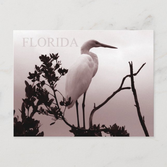 Underbaren Egret - Florida Nycklar Vykort (Framsida)