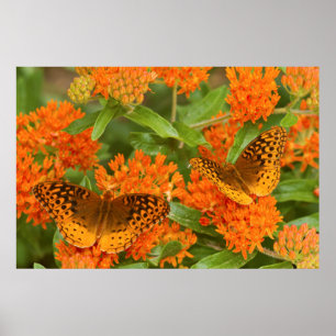 Underbaren Spangled Fritillaries på Poster