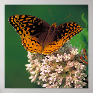 Underbaren Spangled Fritillaryfjärilen Poster