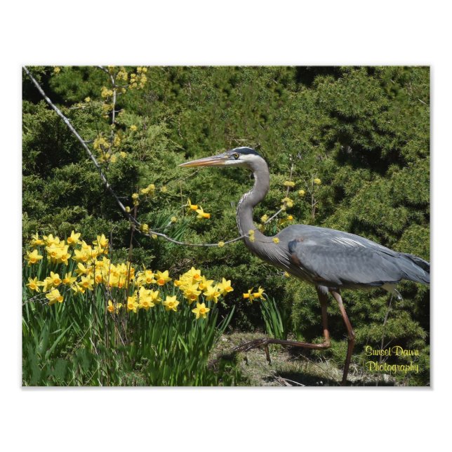 Underbart blå Heron med Daffodals Fototryck (Framsidan)