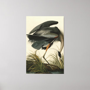 Underbart blåbjörn från Audubon's Birds of America Canvastryck