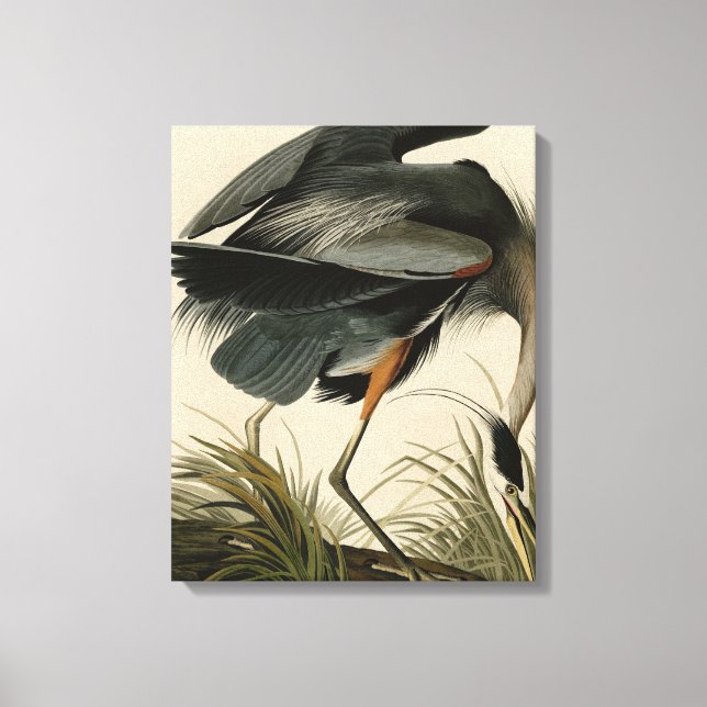 Underbart blåbjörn från Audubon's Birds of America Canvastryck (Framsida)