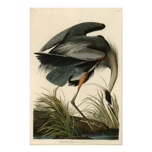 Underbart blåbjörn från Audubon's Birds of America Fototryck