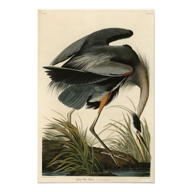 Underbart blåbjörn från Audubon's Birds of America Fototryck (Framsidan)