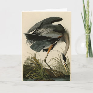 Underbart blåbjörn från Audubon's Birds of America Kort