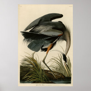 Underbart blåbjörn från Audubon's Birds of America Poster
