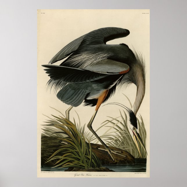 Underbart blåbjörn från Audubon's Birds of America Poster (Framsidan)