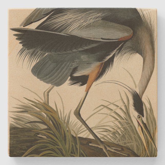 Underbart blåbjörn från Audubon's Birds of America Stenunderlägg (Framsidan)