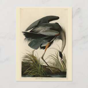 Underbart blåbjörn från Audubon's Birds of America Vykort