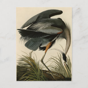 Underbart blåbjörn från Audubon's Birds of America Vykort