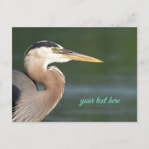 Underbart blått Heron Close Up-vykort Vykort