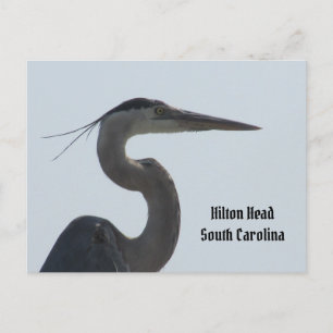 Underbart blått Heron Hilton Head SC-vykort Vykort