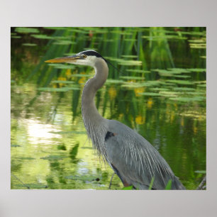 Underbart blått Heron i dammen Grönt Poster