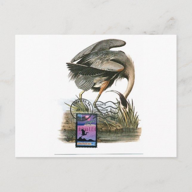 Underbart blått Heron-kort Vykort (Framsida)