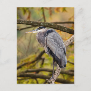 Underbart blått Heron med Höst färger vykort