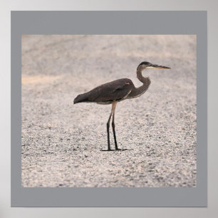 Underbart blått Heron Photo Poster