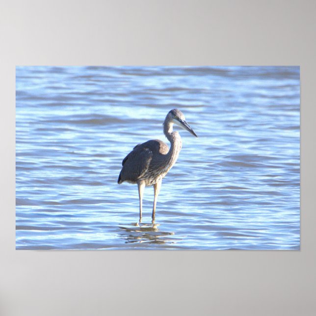 Underbart blått Heron Photo Poster (Framsidan)
