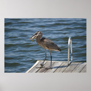Underbart blått Heron stäng upp Poster