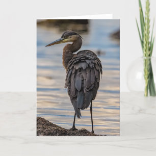Underbart blått Heron-tackkort Tack Kort