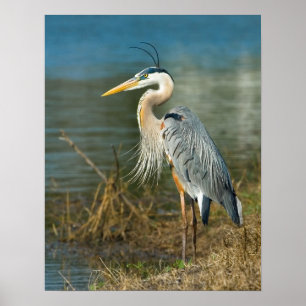 Underbart blått Heron vid utskrift av damm Poster