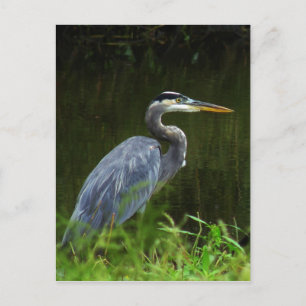 Underbart blått Heron-vykort 3 Vykort