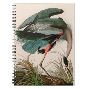 Underbart blått öron från Amerika Audubon Skriv Anteckningsbok