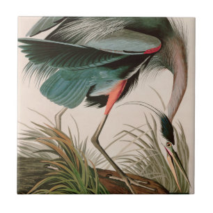 Underbart blått öron från Amerika Audubon Skriv Kakelplatta