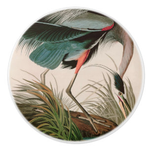 Underbart blått öron från Amerika Audubon Skriv Knopp