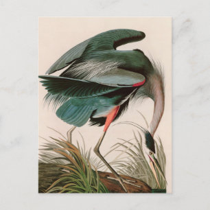 Underbart blått öron från Amerika Audubon Skriv ut Helg Vykort