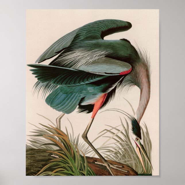 Underbart blått öron från Amerika Audubon Skriv ut Poster (Framsidan)