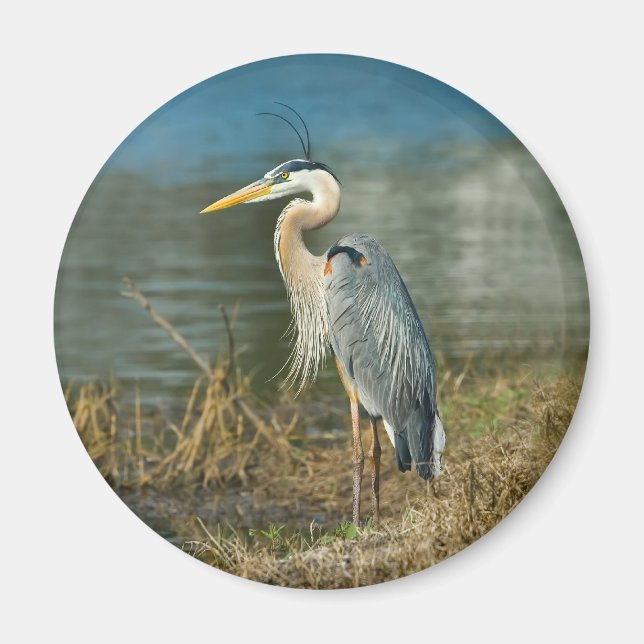 Underbart Blue Heron Bird Magnet (Framsidan)