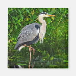 Underbart Blue Heron Bird Wildlife Photo Magnet