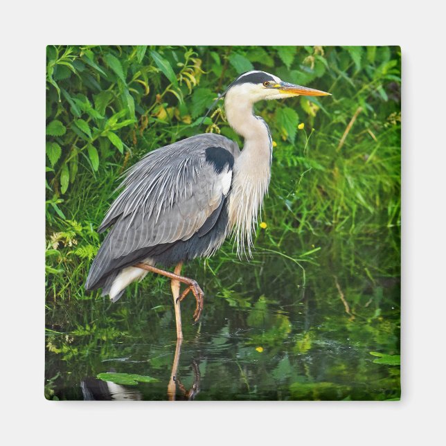 Underbart Blue Heron Bird Wildlife Photo Magnet (Framsidan)