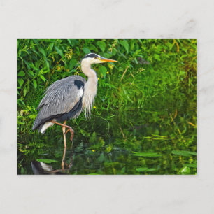 Underbart Blue Heron Bird Wildlife Photo Vykort