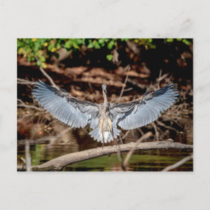 Underbart Blue Heron i en logg Vykort