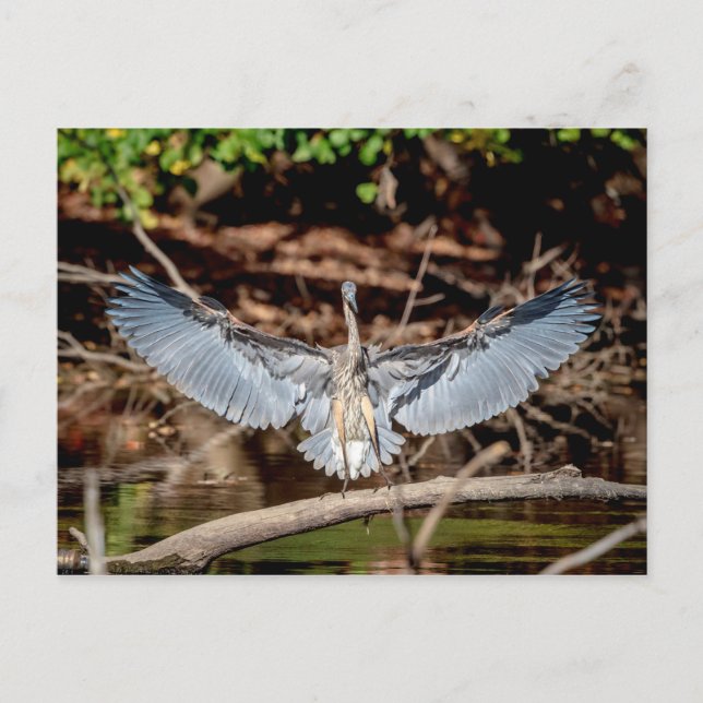 Underbart Blue Heron i en logg Vykort (Framsida)