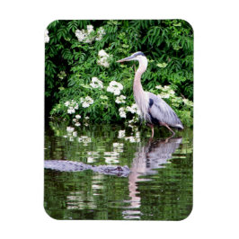 Underbart Blue Heron och Alligator Magnet