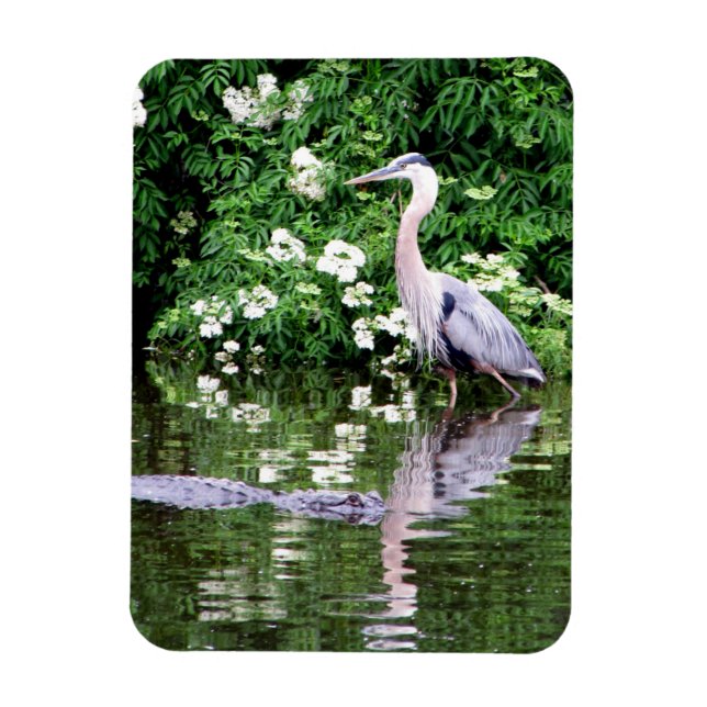 Underbart Blue Heron och Alligator Magnet (Vertikal)