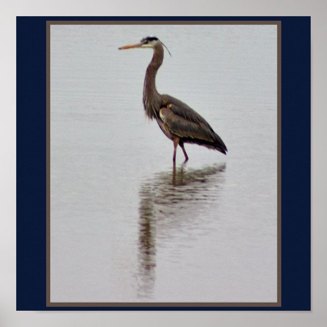 Underbart Blue Heron Photo Poster (Framsidan)