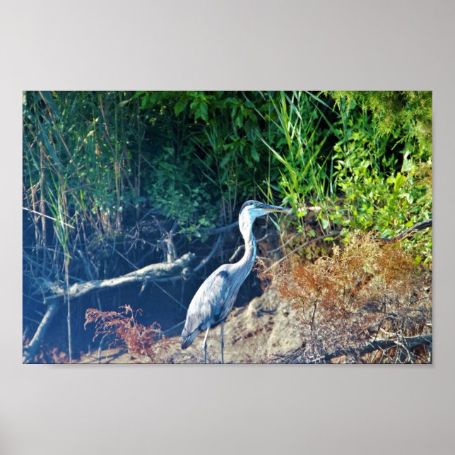 Underbart Blue Heron Photo Poster (Framsidan)