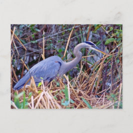 UNDERBART BLUE HERON POSTCARD VYKORT