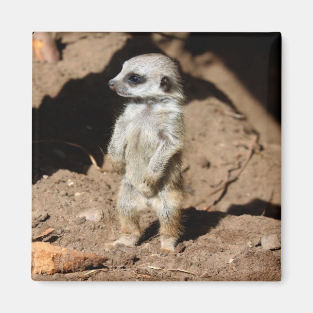 Underbart Cute Sweet African Meerkat Animal Magnet (Framsidan)