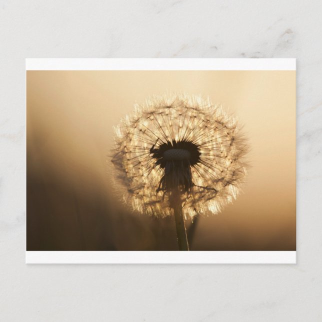 Underbart Dandelion Vykort (Framsida)