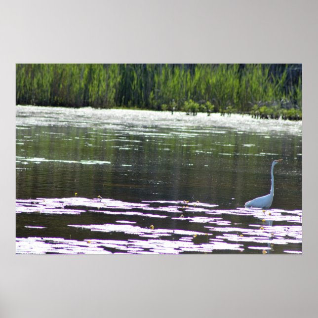 Underbart Egret Bird Photo Poster (Framsidan)