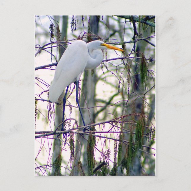UNDERBART EGRET POSTCARD VYKORT (Framsida)