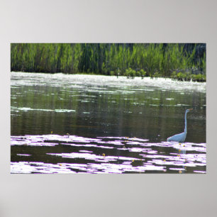 Underbart Egretfågelfoto Poster
