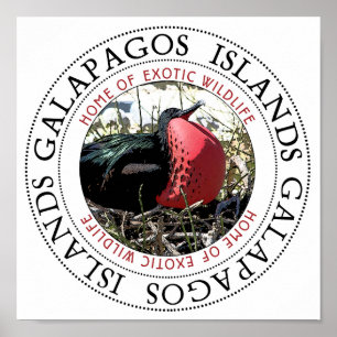 Underbart Frigate Bird Poster
